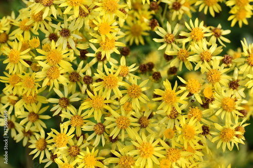 The poisonous invasive weed plant  ragwort flowering with yellow flowers