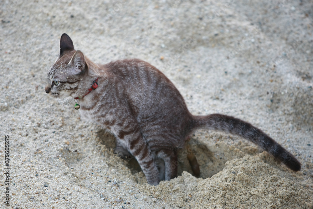 The cat is pooping in the sand Stock Photo Adobe Stock