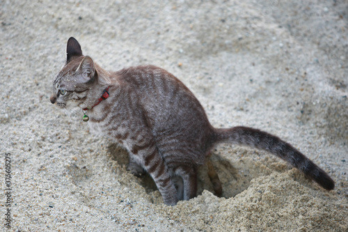 Photography The cat is pooping in the sand