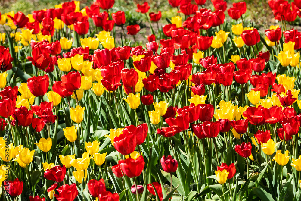 Field with beautiful yellow and red tulip flowers Field with beautiful yellow and red tulip flowers