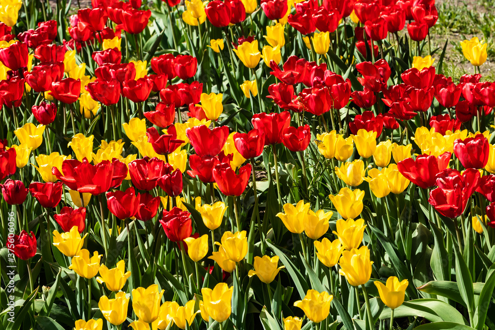 Field with beautiful yellow and red tulip flowers