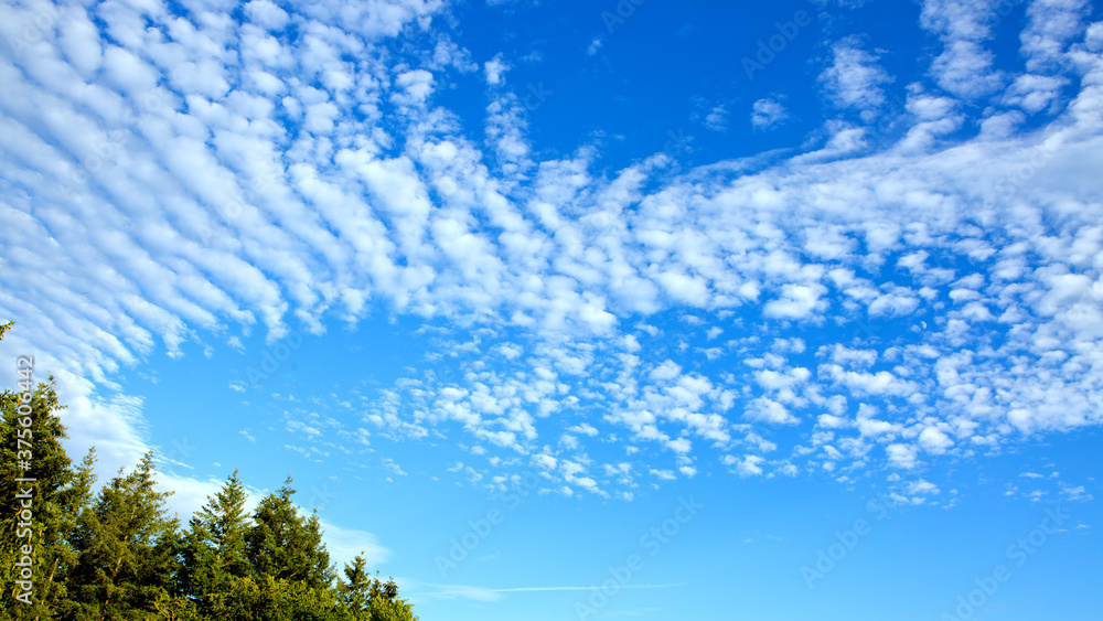 Summer landscape of green trees with bright clouds sky