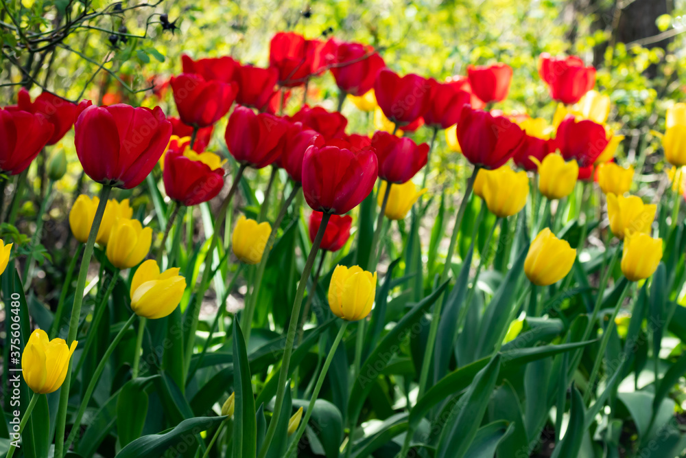 Yellow and red tulip flowers on flowerbed in city park Yellow and red tulip flowers on flowerbed in city park
