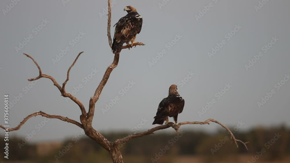 Spanish Imperial Eagle five years old female and adult male with the first light of day Spanish Imperial Eagle five years old female and adult male with the first light of day