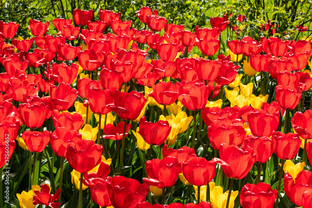 Obraz premium Field with beautiful red and yellow tulip flowers