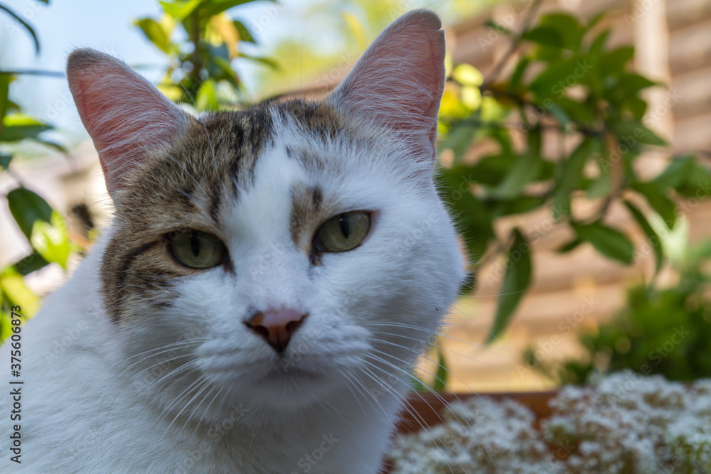 Fototapeta premium portrait of a cat