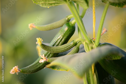 фотографія close up of green bean sprouts