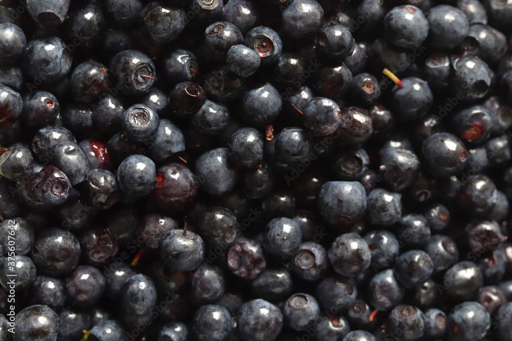 Fresh blueberry background. Texture blueberry berries close up. Fresh blueberry background. Texture blueberry berries close up.
