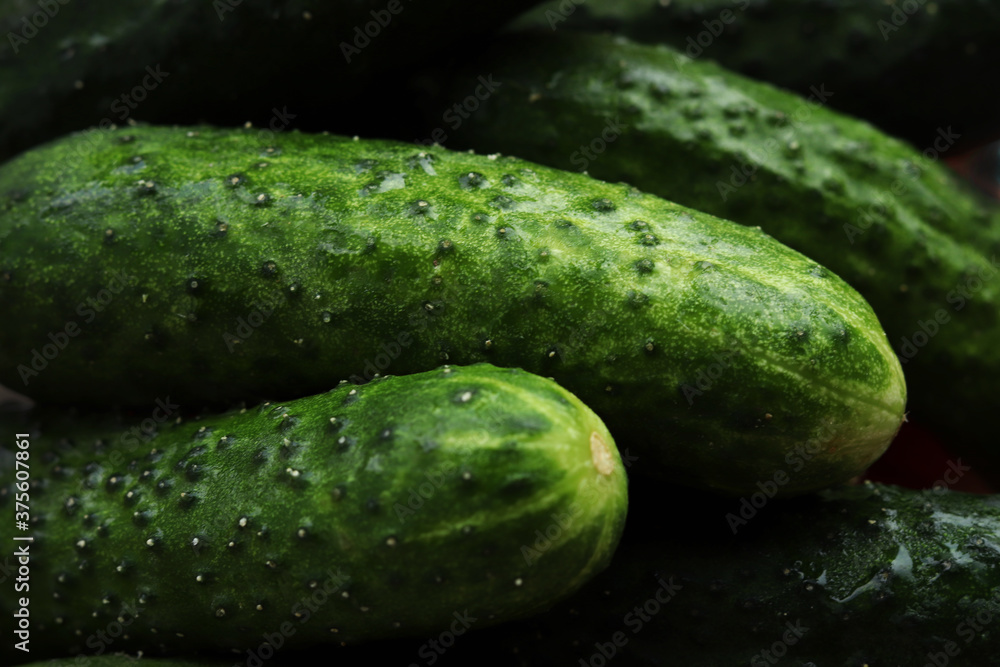Macro photo cucumbers. Fresh green cucumber. Cucumber background Macro photo cucumbers. Fresh green cucumber. Cucumber background