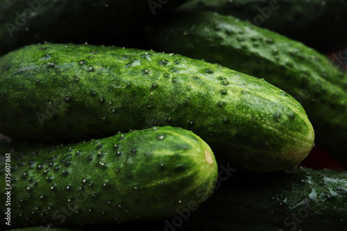 Macro photo cucumbers. Fresh green cucumber. Cucumber background