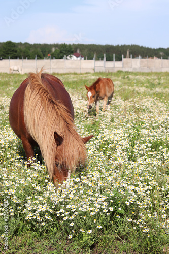 Horses graze in a chamomile field. mom horse and baby horse.