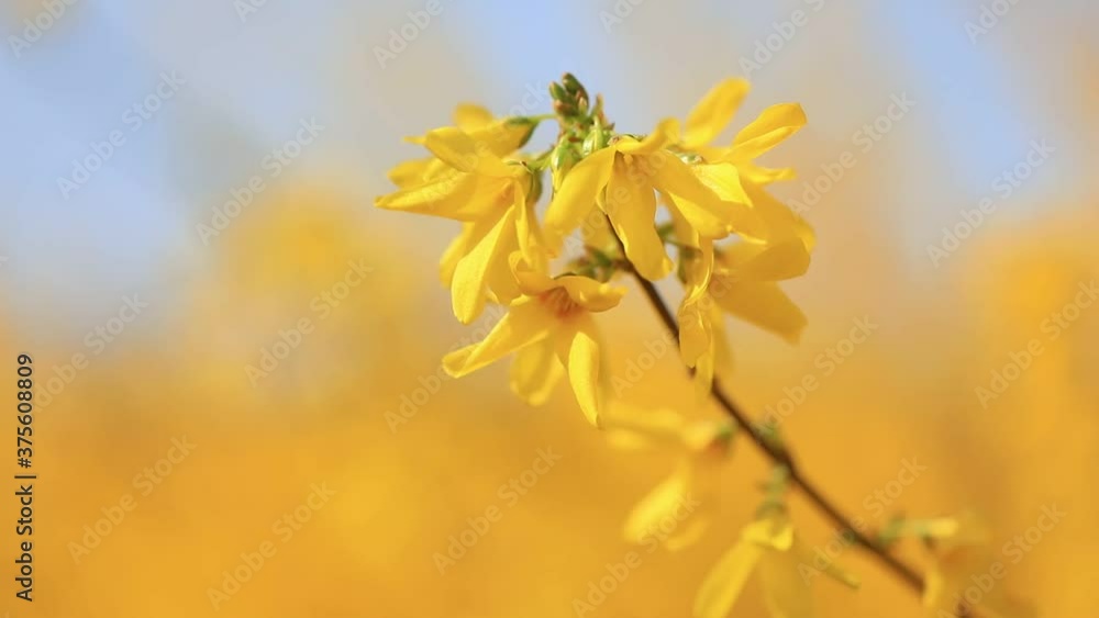 Forsythia flowers in the breeze Forsythia flowers in the breeze