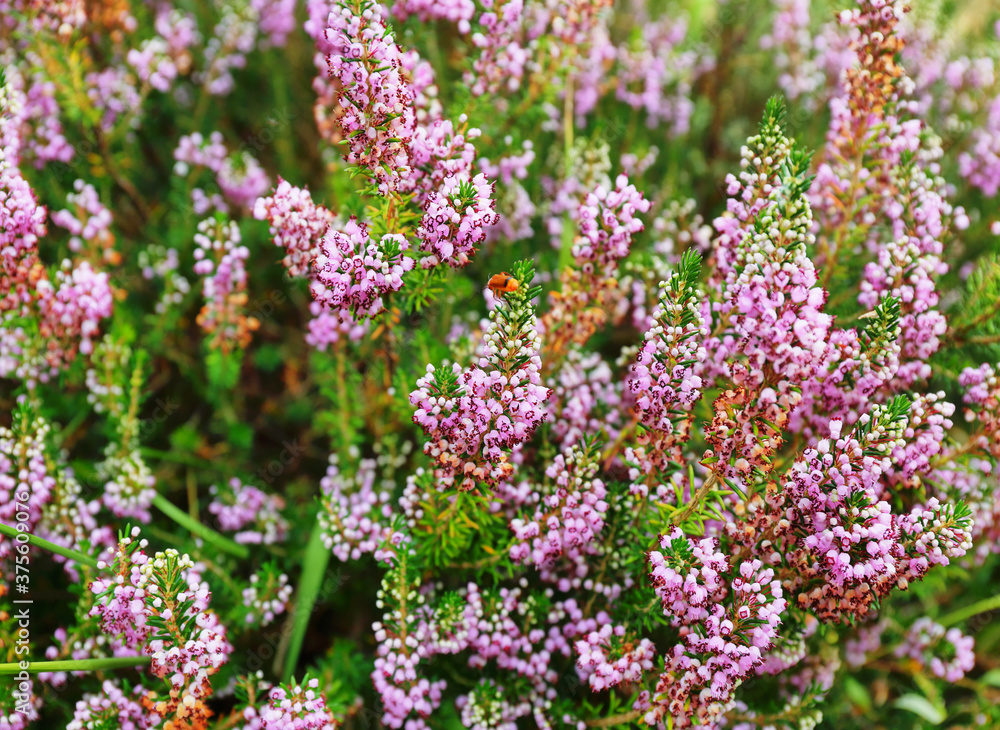 Obraz premium Closeup of wild flowers in the meadow