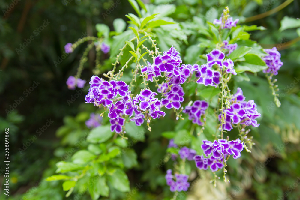 Duranta erecta