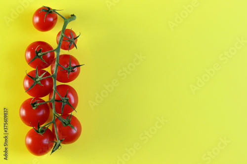 A branch of tomatoes isolated on a yellow background. 
Cherry tomatoes.