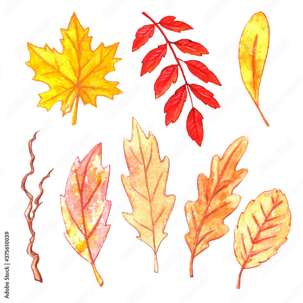 Set of watercolor autumn Hand drawn of various oak, maple, Rowan, and aspen leaves on white background. Natural design elements