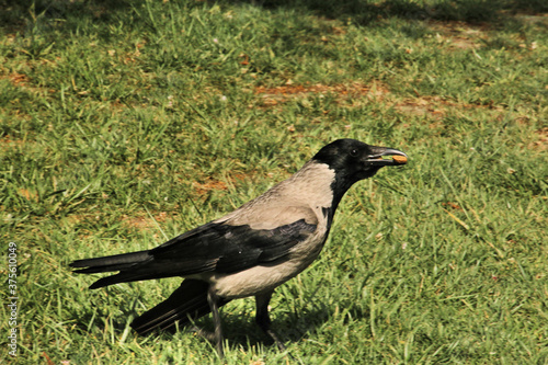 crow on the grass