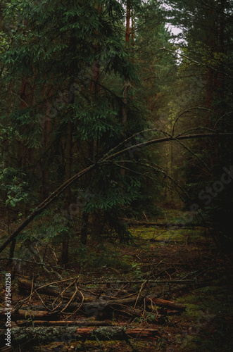 Pine forest. A path in a pine forest. Walking through the forest  picking mushrooms.