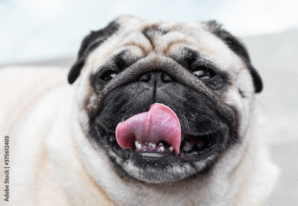 Portrait of cute happy pug smiling with tongue out and teeth showing