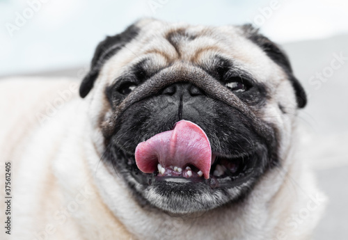 Portrait of cute happy pug smiling with tongue out and teeth showing © Isabelle