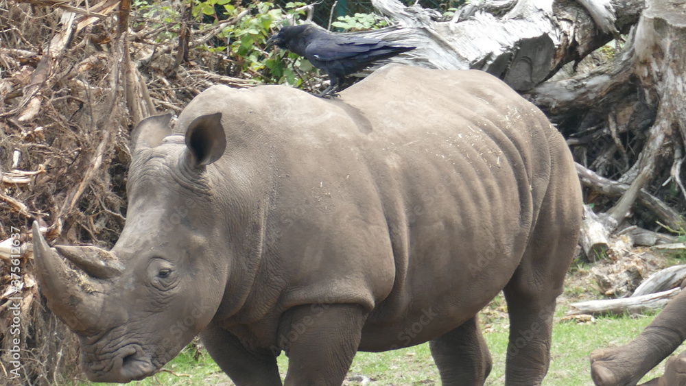 Fototapeta premium Nashorn mit Rabe auf dem rücken