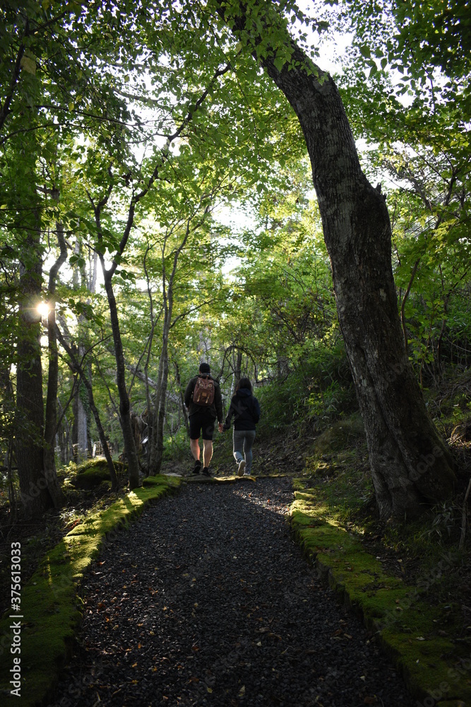 Walk in the forest Walk in the forest
