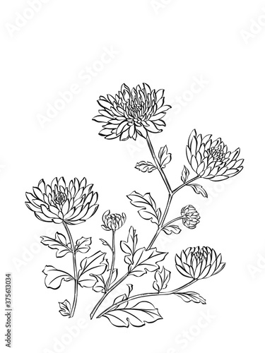 Wallpaper Mural Illustration of chrysanthemum flowers, digital art, black and white. Torontodigital.ca