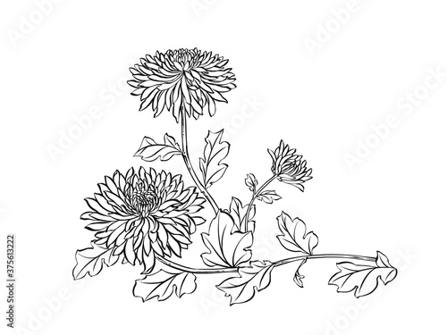 Wallpaper Mural Illustration of chrysanthemum flowers, digital art, black and white. Torontodigital.ca