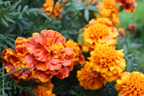 bright orange flower on a flower bed with petals in raindrops in autumn