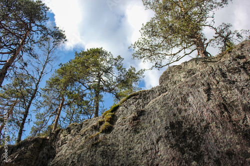 tree on the rock