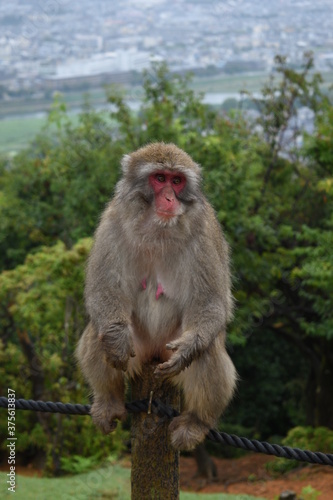 Monkey  © Kristina