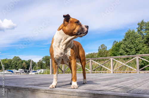 Big beautiful American bulldog red and white color. A brave smart pet dog stands on a wooden pier by the sea. Pedigreed purebred American bulldog friend of the family. photo