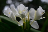 white crocus flower