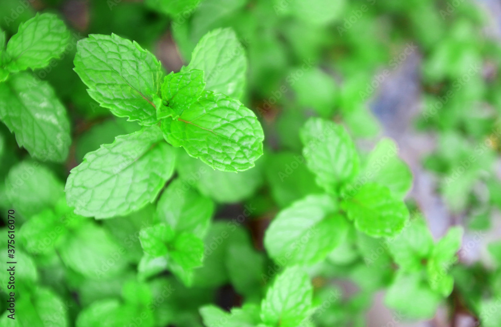 Fresh green mint plant growing in the vegetable field. Fresh green mint plant growing in the vegetable field.