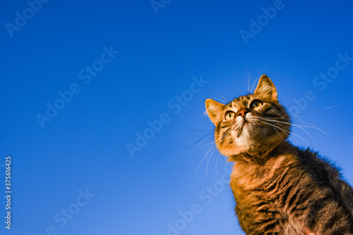 gray cat on a blue background in sunlight. cat in the sky. a pet. beautiful kitten. place for text