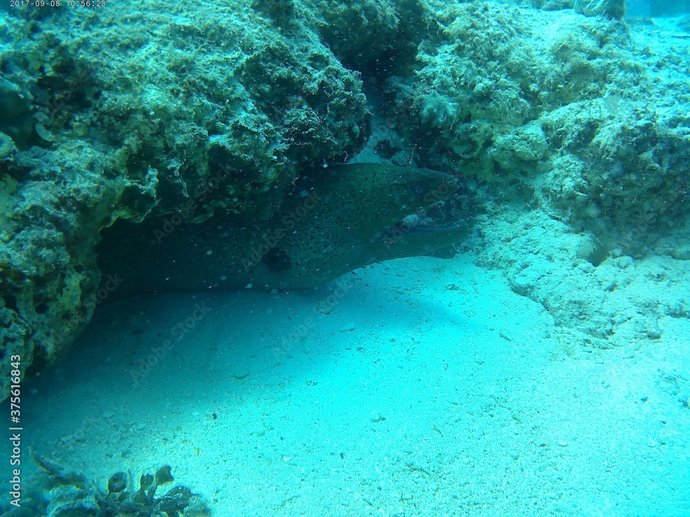 Fototapeta premium jtfxg