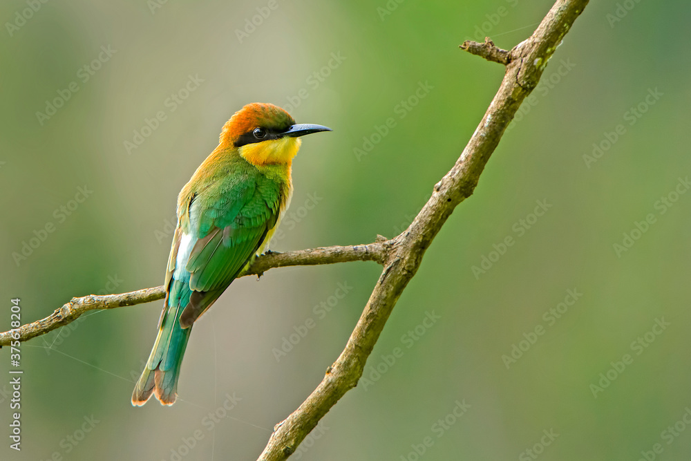 Obraz premium A beautiful bird perched