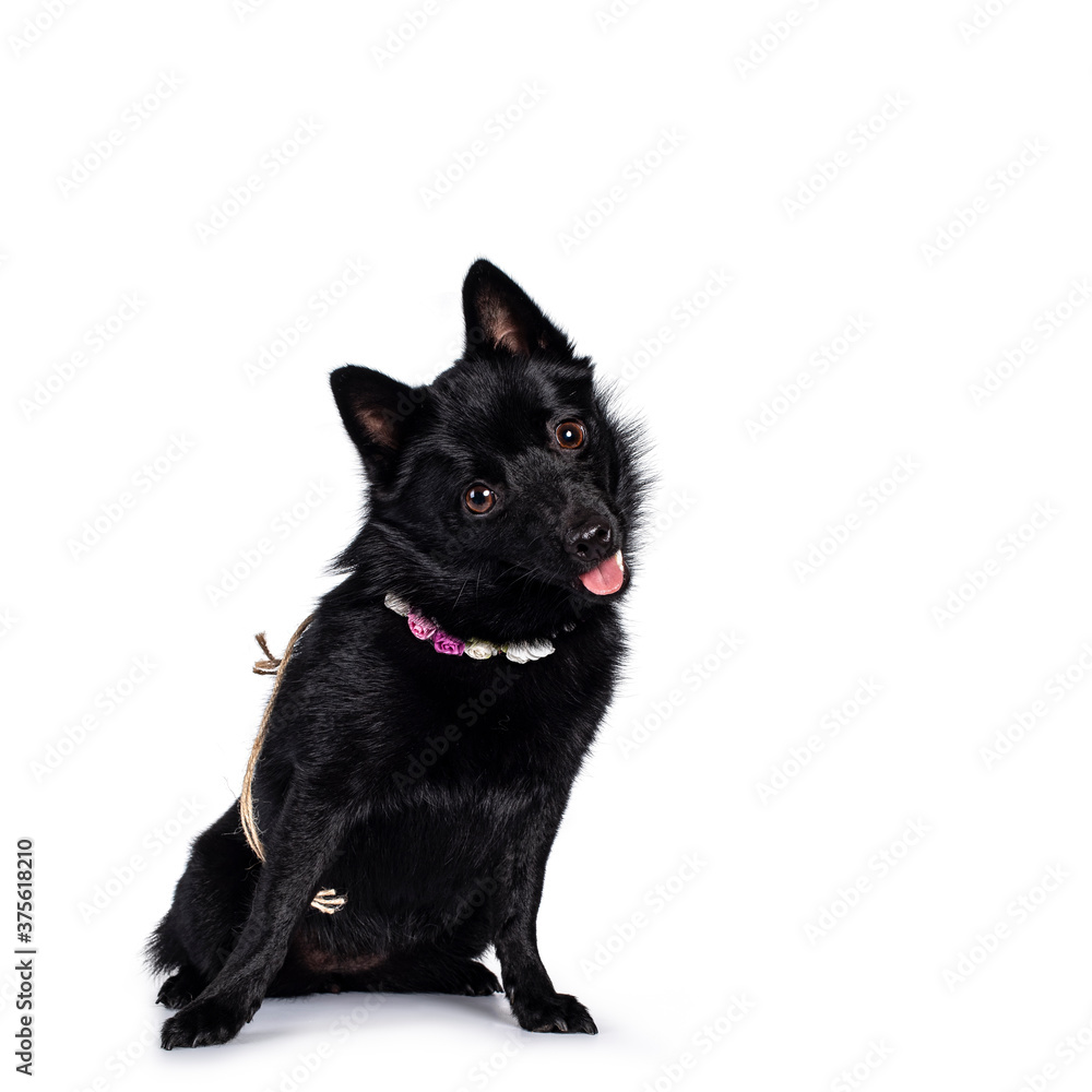 Cute solid black Schipperke dog, sitting slightly side ways wearing flowers around neck. Looking curious towards lens with brown eyes and adorable head tilt. Mouth open, tongue out. Isolated on white 
