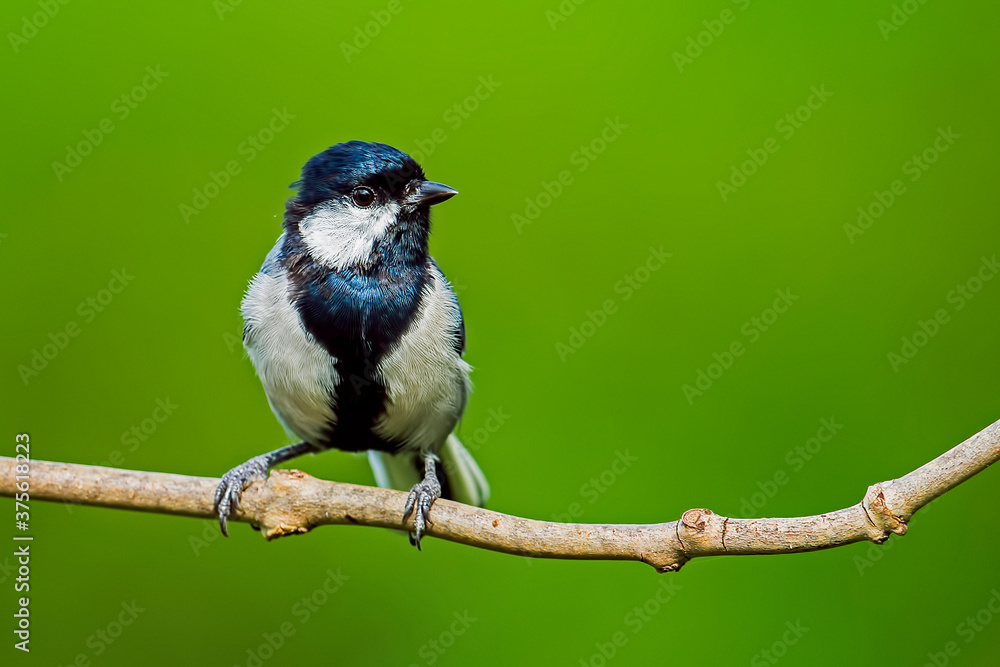 Obraz premium A beautiful bird perched