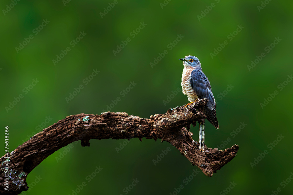 Naklejka premium A beautiful bird perched