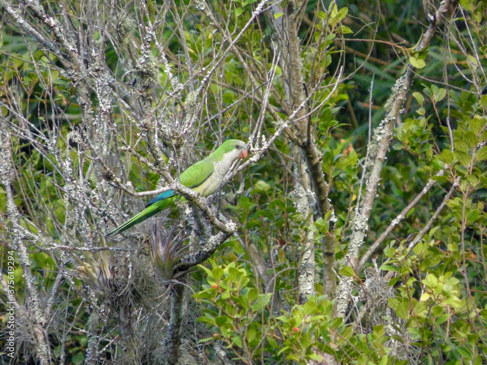 A Monk Parakeet with green, white and blue feathers perched in a branch A Monk Parakeet with green, white and blue feathers perched in a branch