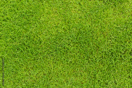 Green grass texture. Green grass background texture. Element of design. Green grass texture background Top view of bright grass garden Idea concept used for making green backdrop