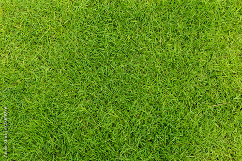 Green grass texture. Green grass background texture. Element of design. Green grass texture background Top view of bright grass garden Idea concept used for making green backdrop