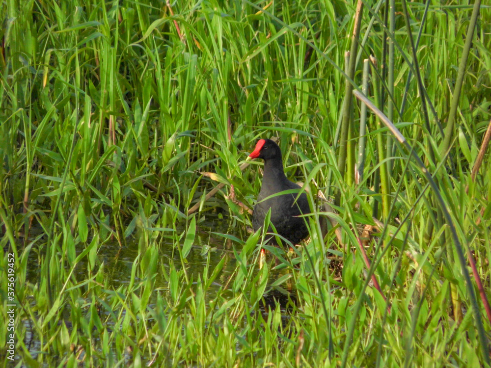 Common Gallinule surrounded by grass in shallow water Common Gallinule surrounded by grass in shallow water
