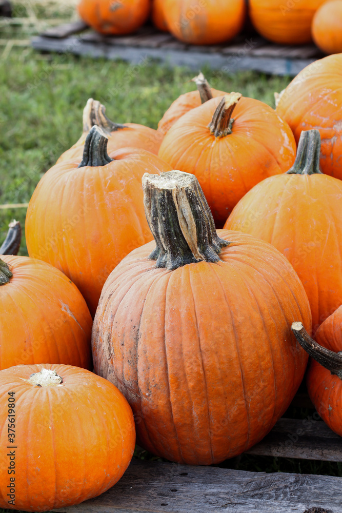 Pumpkin patch in the fall October 