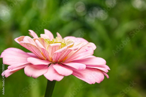 Close Up of a Pink Zinnia Flower Side View Bokeh Background