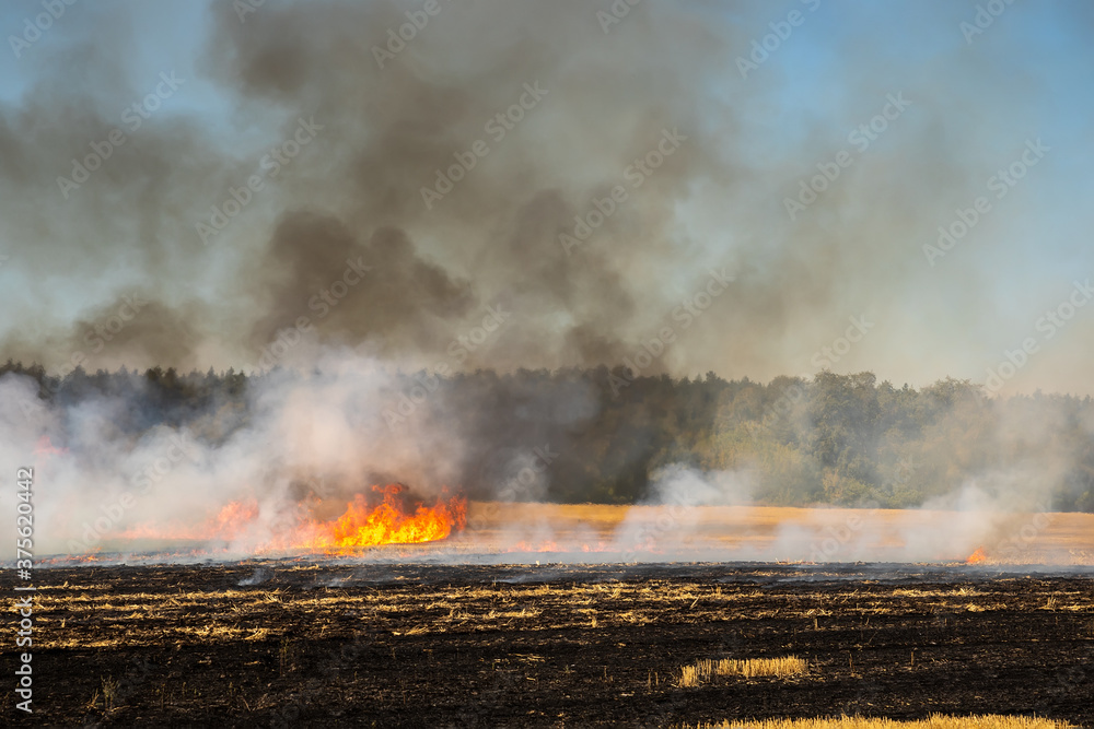 Fototapeta premium Wildfire on wheat field stubble after harvesting near forest. Burning dry grass meadow due arid climate change hot weather and evironmental pollution. Soil enrichment with natural ash fertilizer