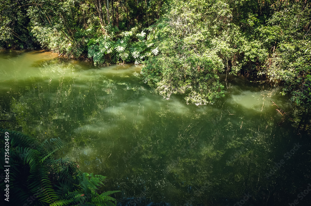 landscape of tropical forest with a pond landscape of tropical forest with a pond