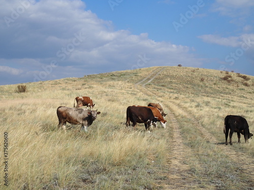 Herd of grazing cows on a vast field in Colorado. Rural landscape in the USA © Yulia