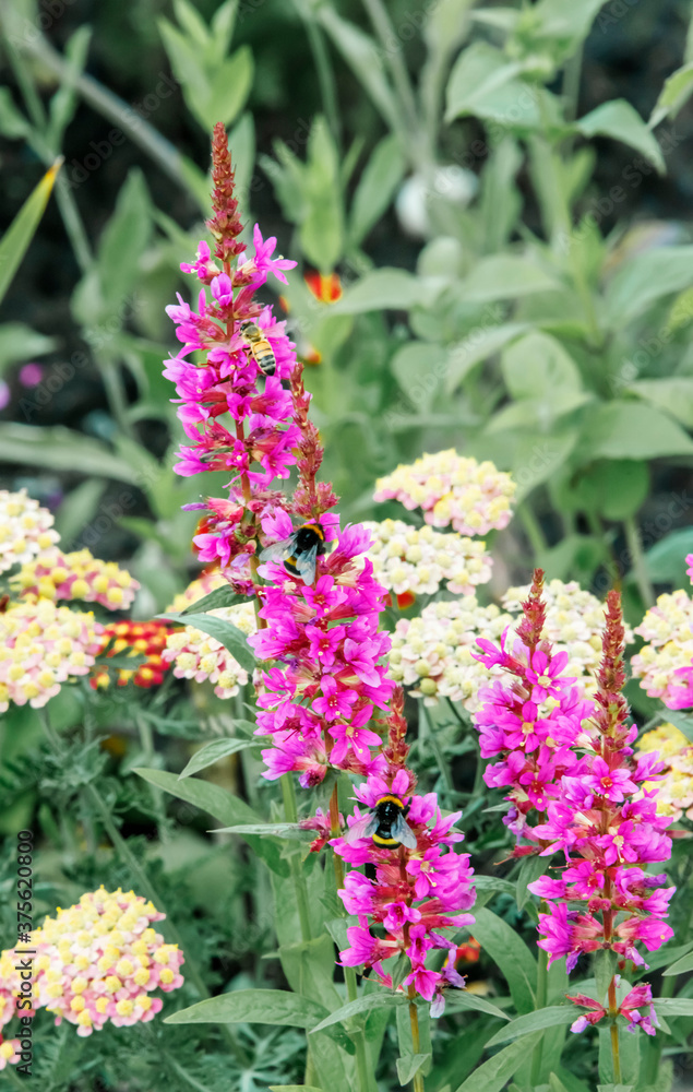 Summer flowers and bees